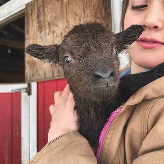 Josh's daughter, Julia, holds Sherlene, one of their Shetland lambs.